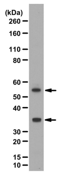 Anti-PD-L1 Antibody/CD274 | ABF133